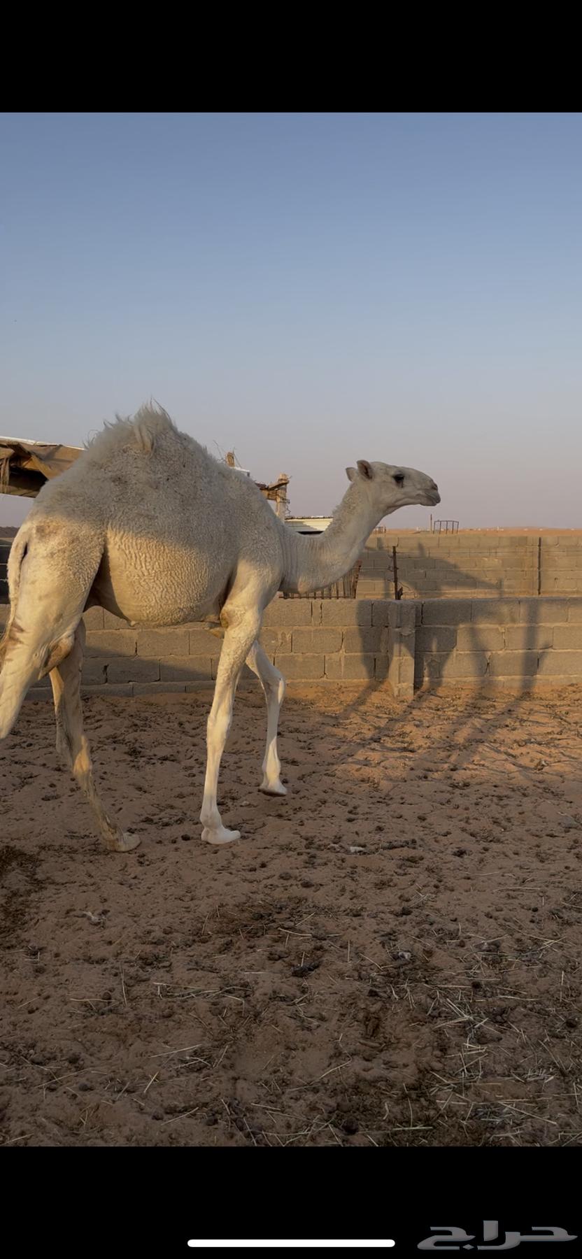 للبيع قعود طايش64548042100097112