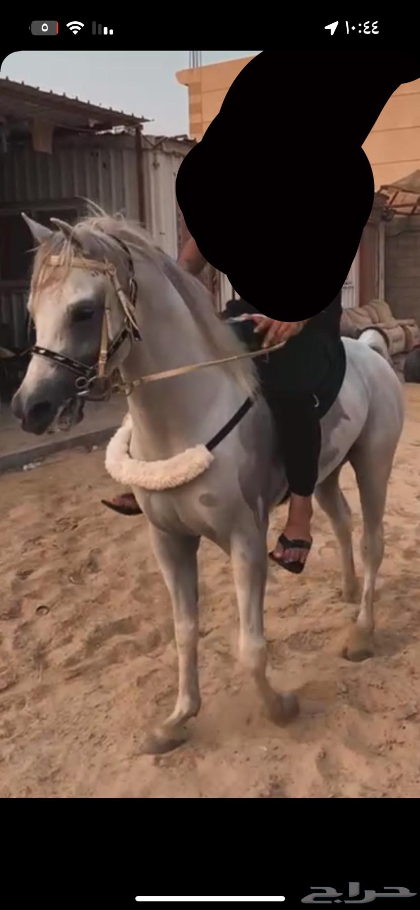 حصان واهو للبيع64546054377347112