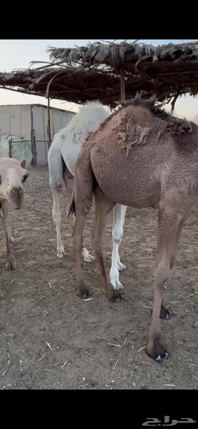 قعدان مناسبات تم البيع64547569312771114