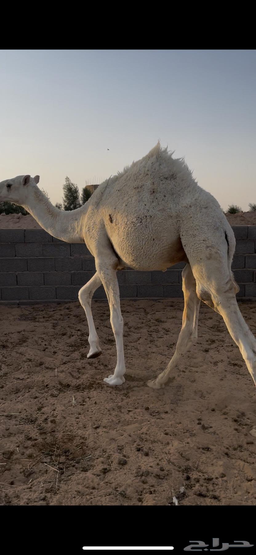 للبيع قعود طايش64548042100097111