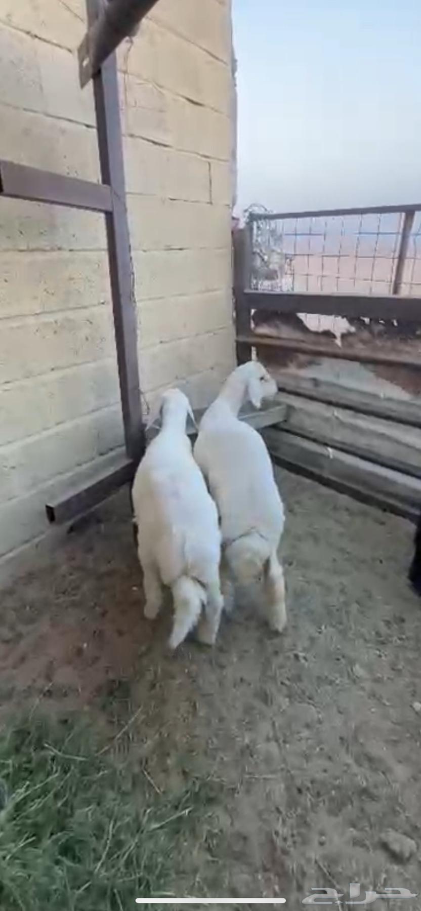 Talyan Dhabe764548910734209110