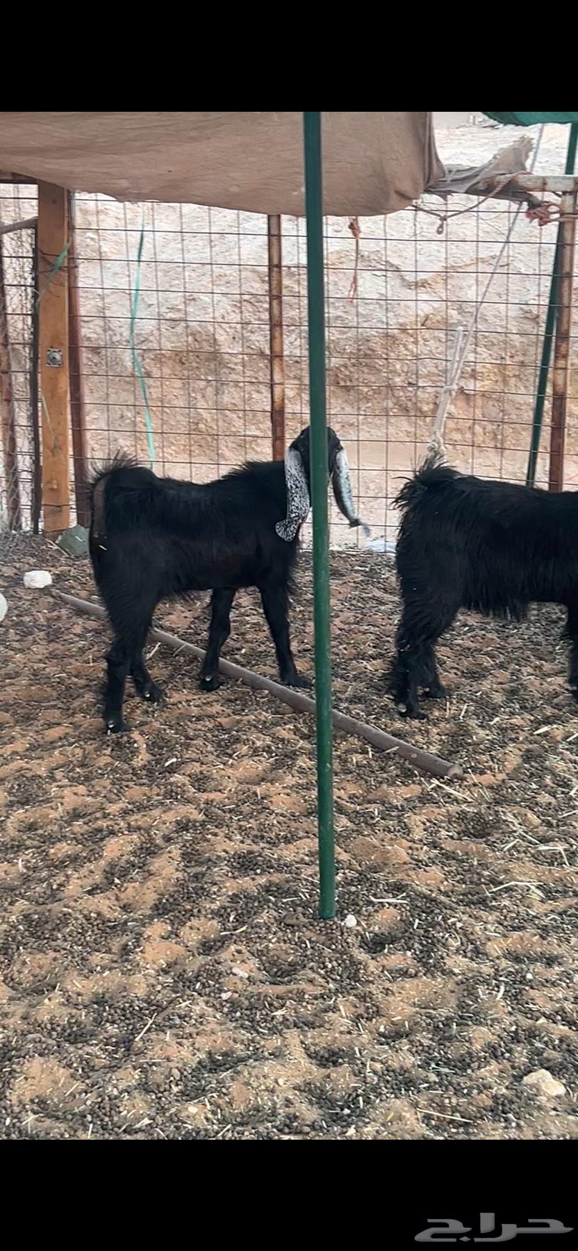 Meat with delivery64547499385987112