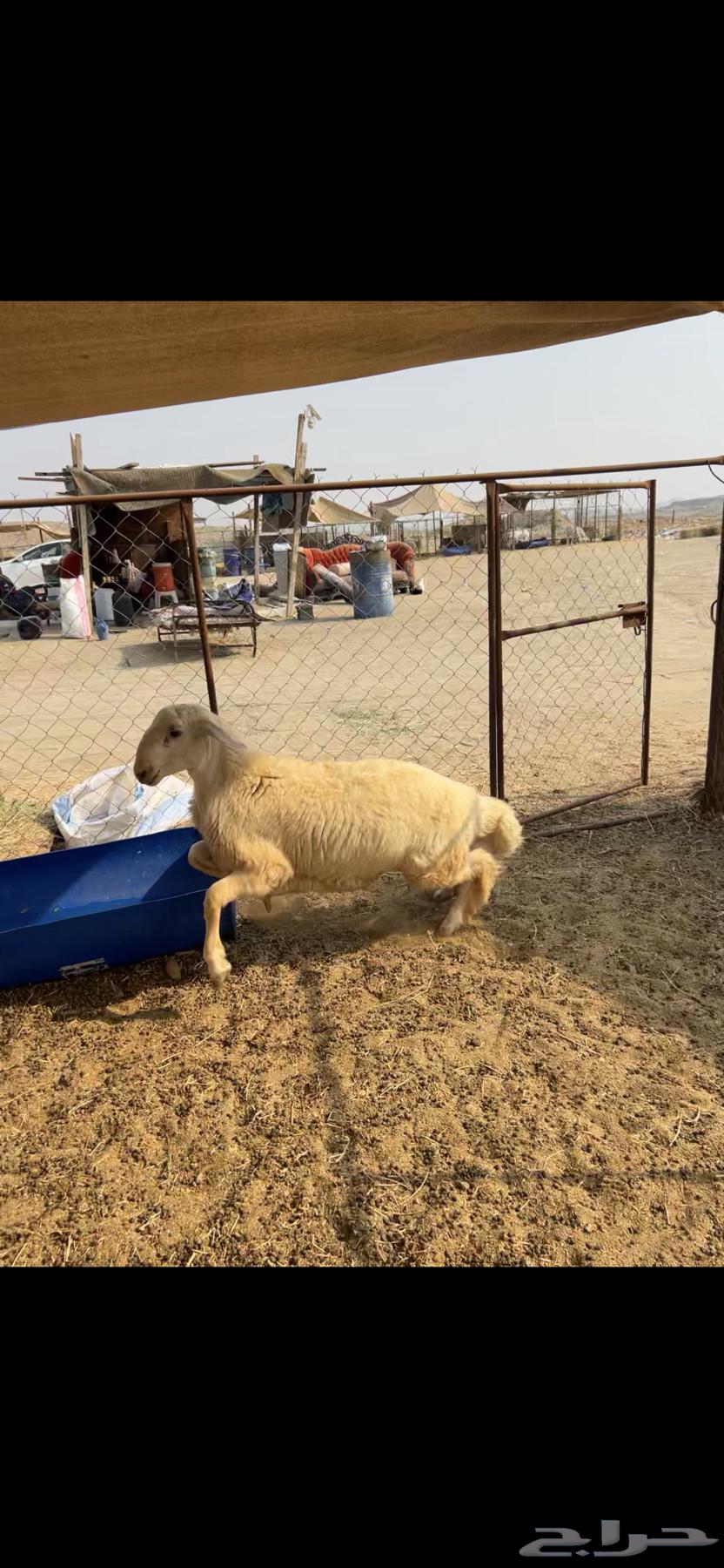 طليان ((تم البيع))64545644897154114