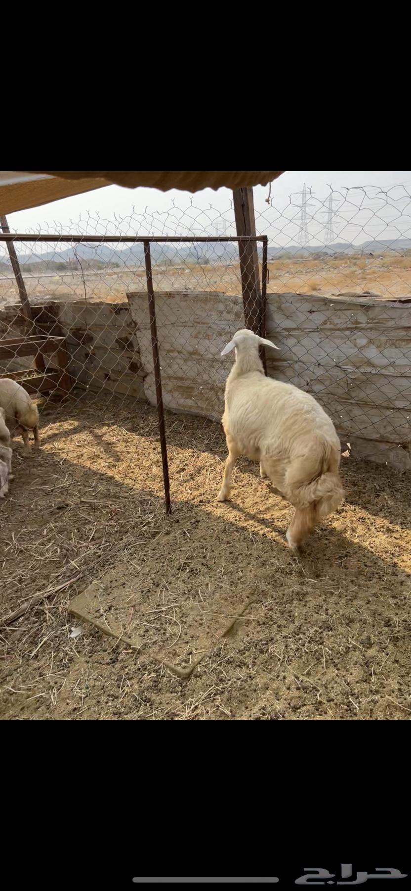 طليان ((تم البيع))64545644897154110