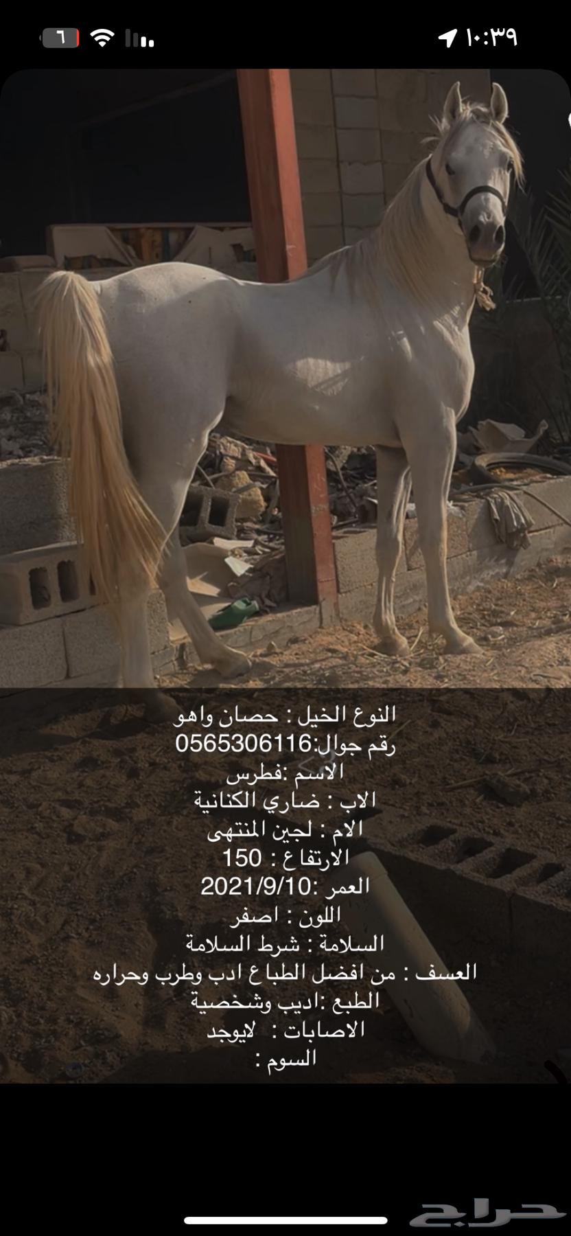 حصان واهو للبيع64546054377347110