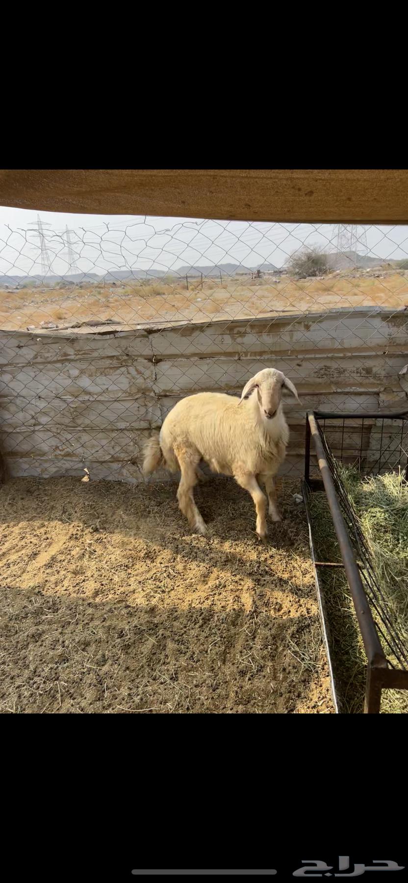 طليان ((تم البيع))64545644897154111