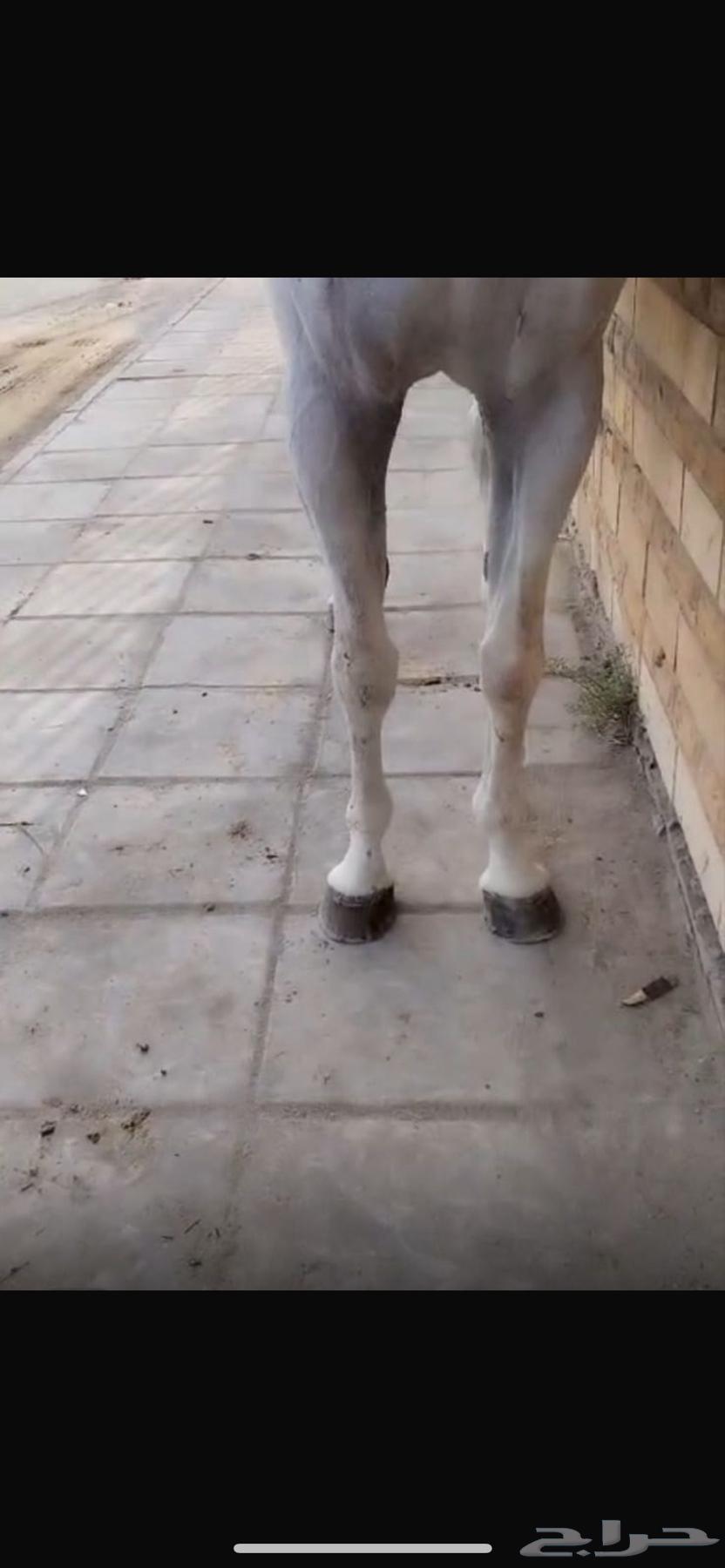 حصان واهو للبيع64546054377347111