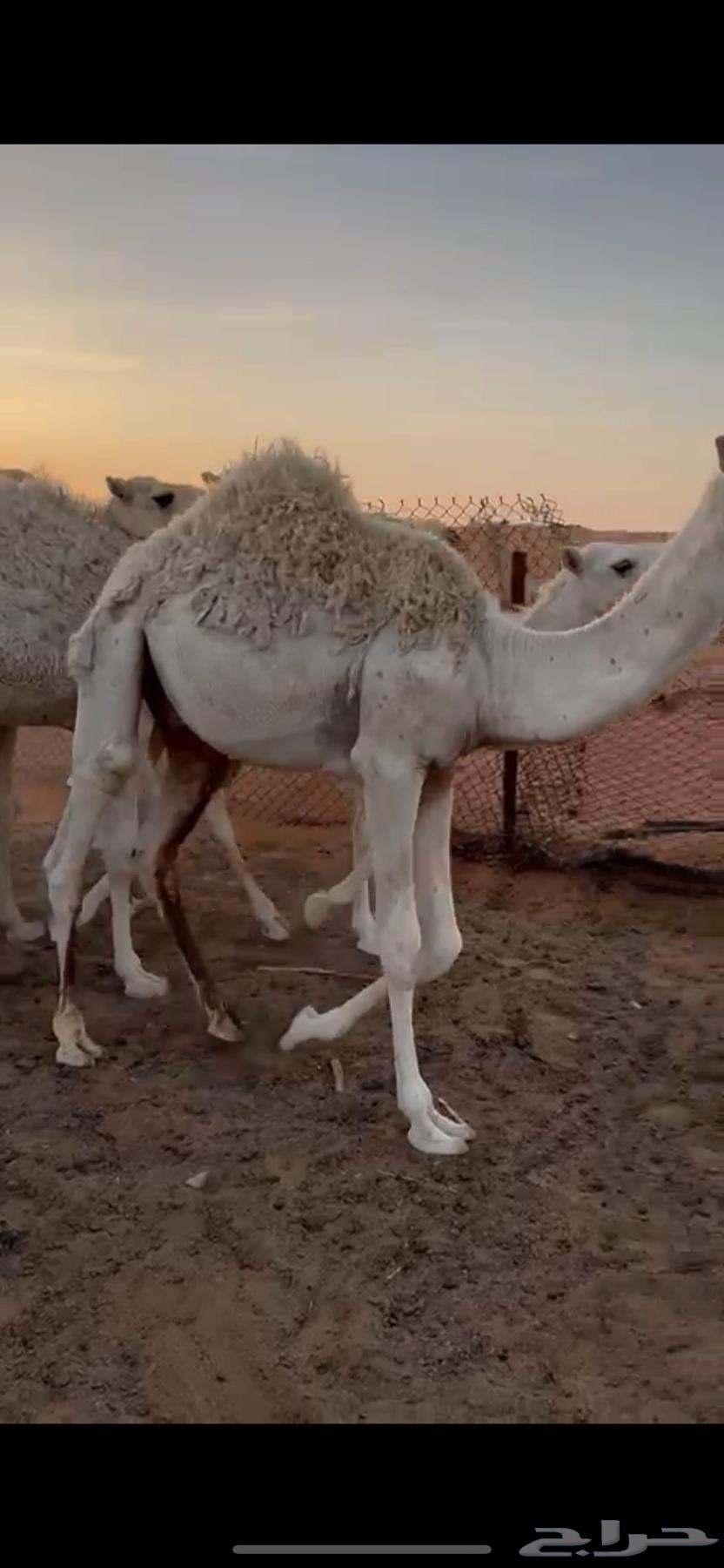 قعدان مناسبات تم البيع64547569312771112