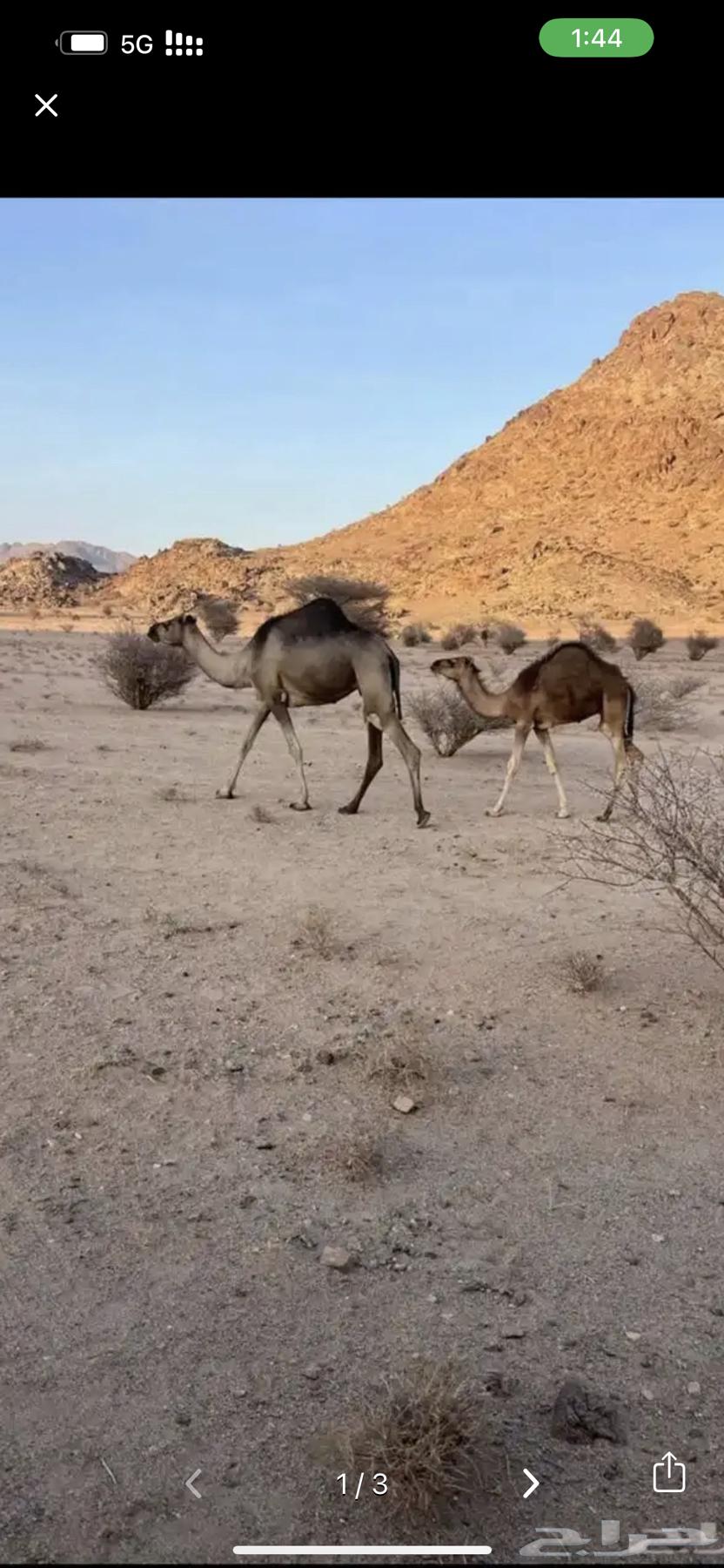 Khalfa Bakr under it Hashi64547387981313110