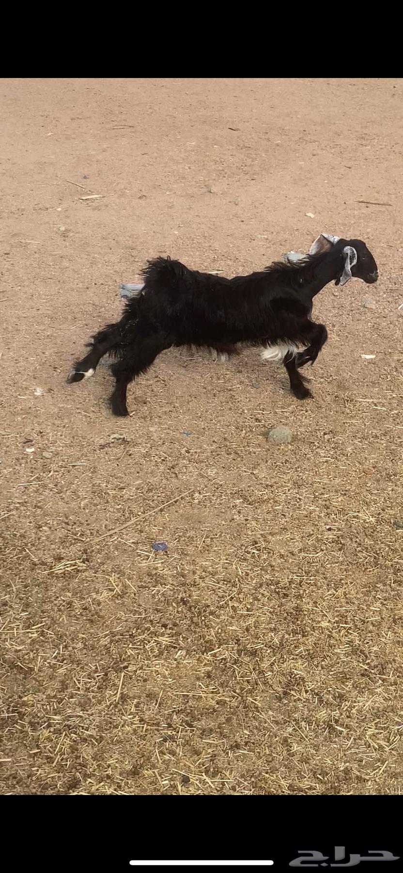 عناق بلديه64549022941569112