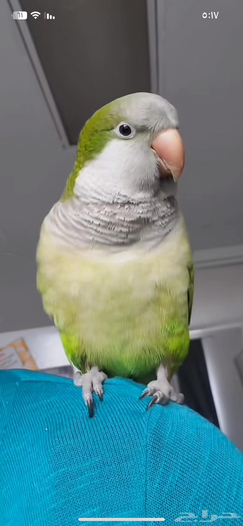 مطلوب كويكر من جميع أنحاء المملكه اهم شي يكون نظيف64550174424834110