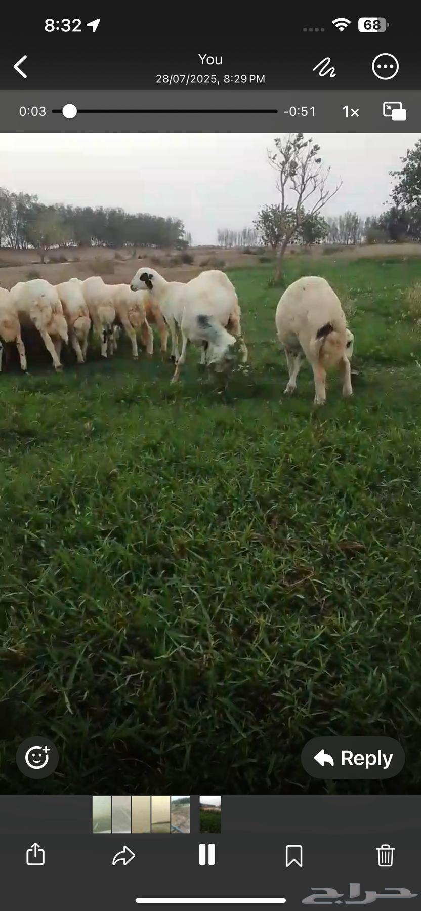 طليان64551661721346112