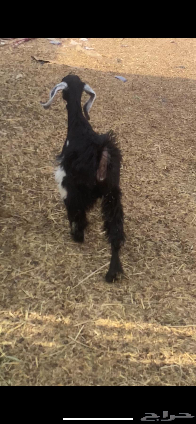 عناق بلديه64549022941569114