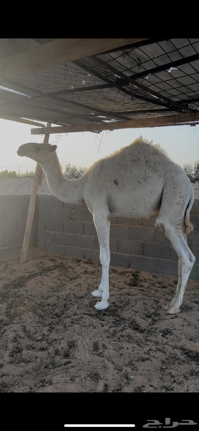 للبيع قعود طايش64548042100097110