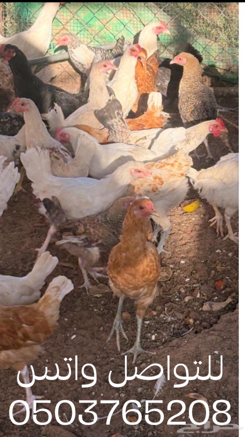 للبيع ديوك   بلدي القصيم عنيزة64550917087747112