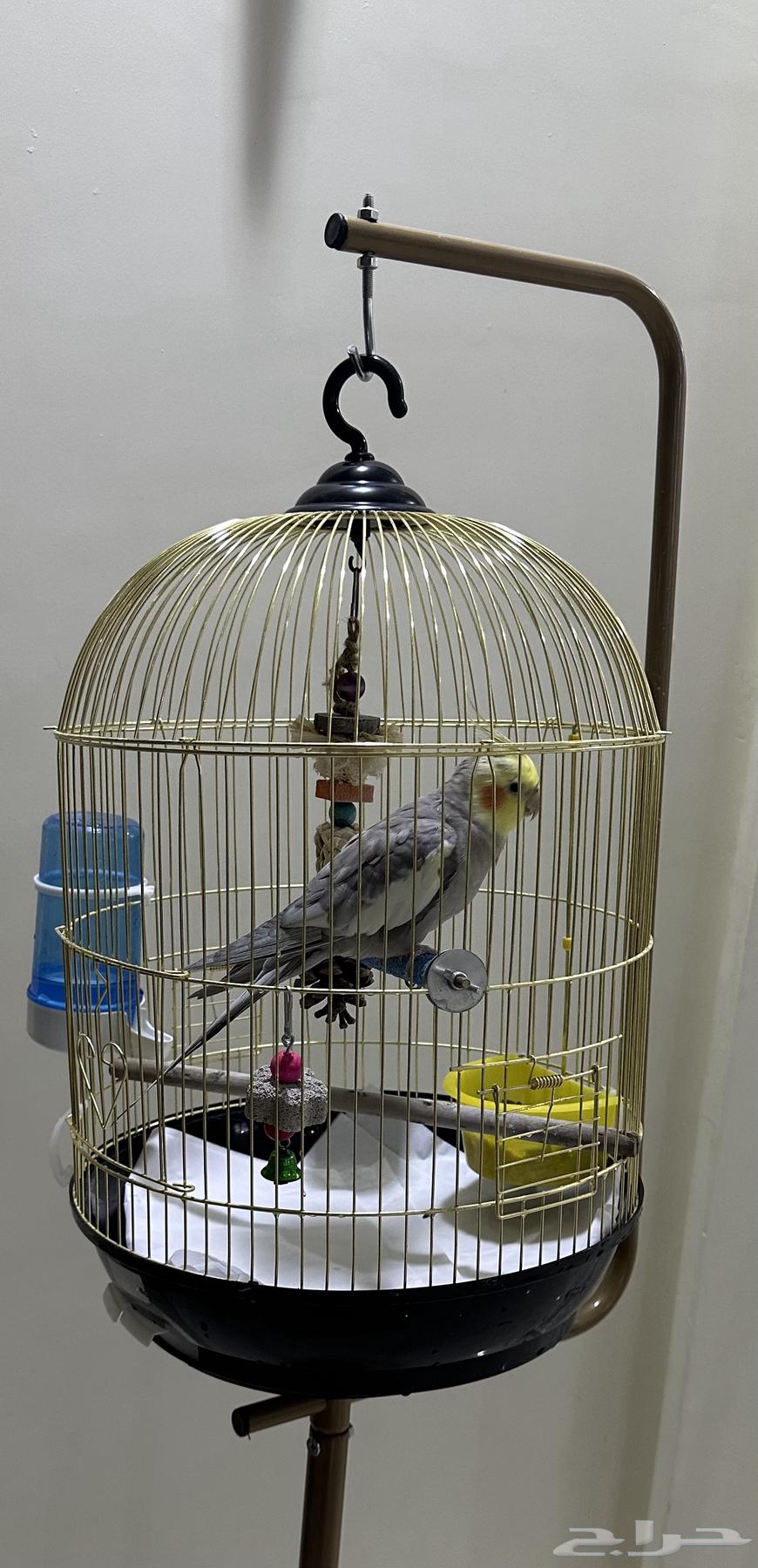 Crowan bird64553313959939110