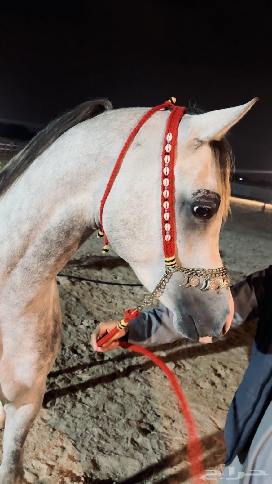 رشمة جمال صوف هلل مع مقود صوف64547638671234110