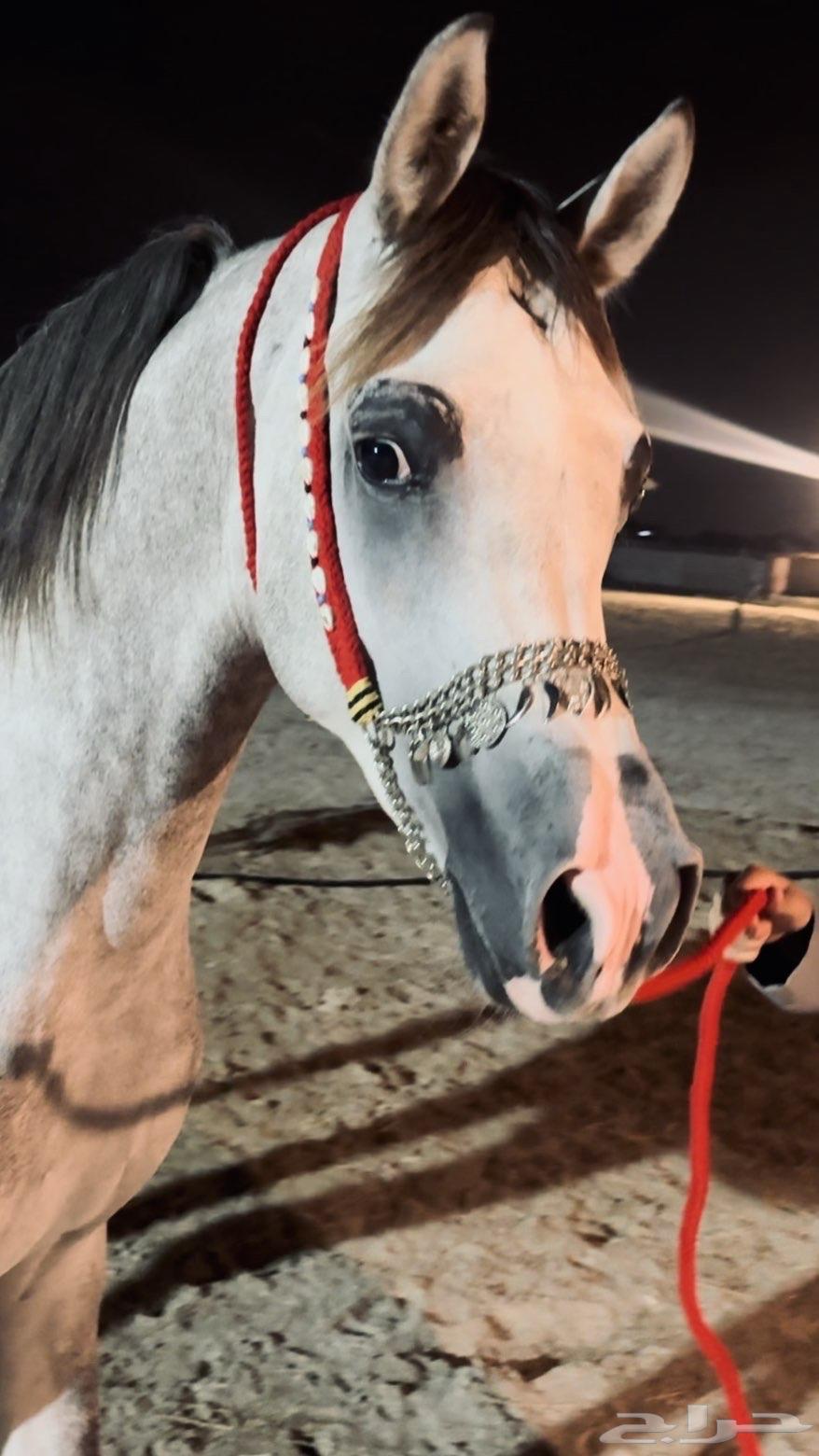 رشمة جمال صوف هلل مع مقود صوف64547638671234111