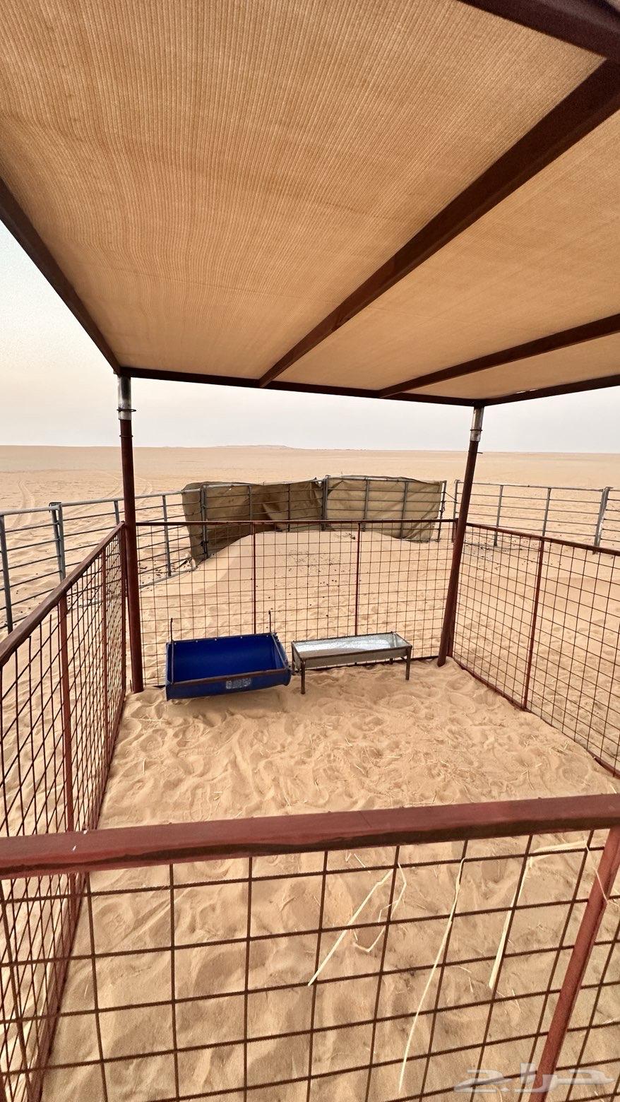 صفايح شبك غنم ومضله غنم جديده64551590009346111