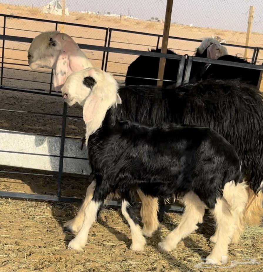 نجديه خصم تحتها طلي64550232112001114