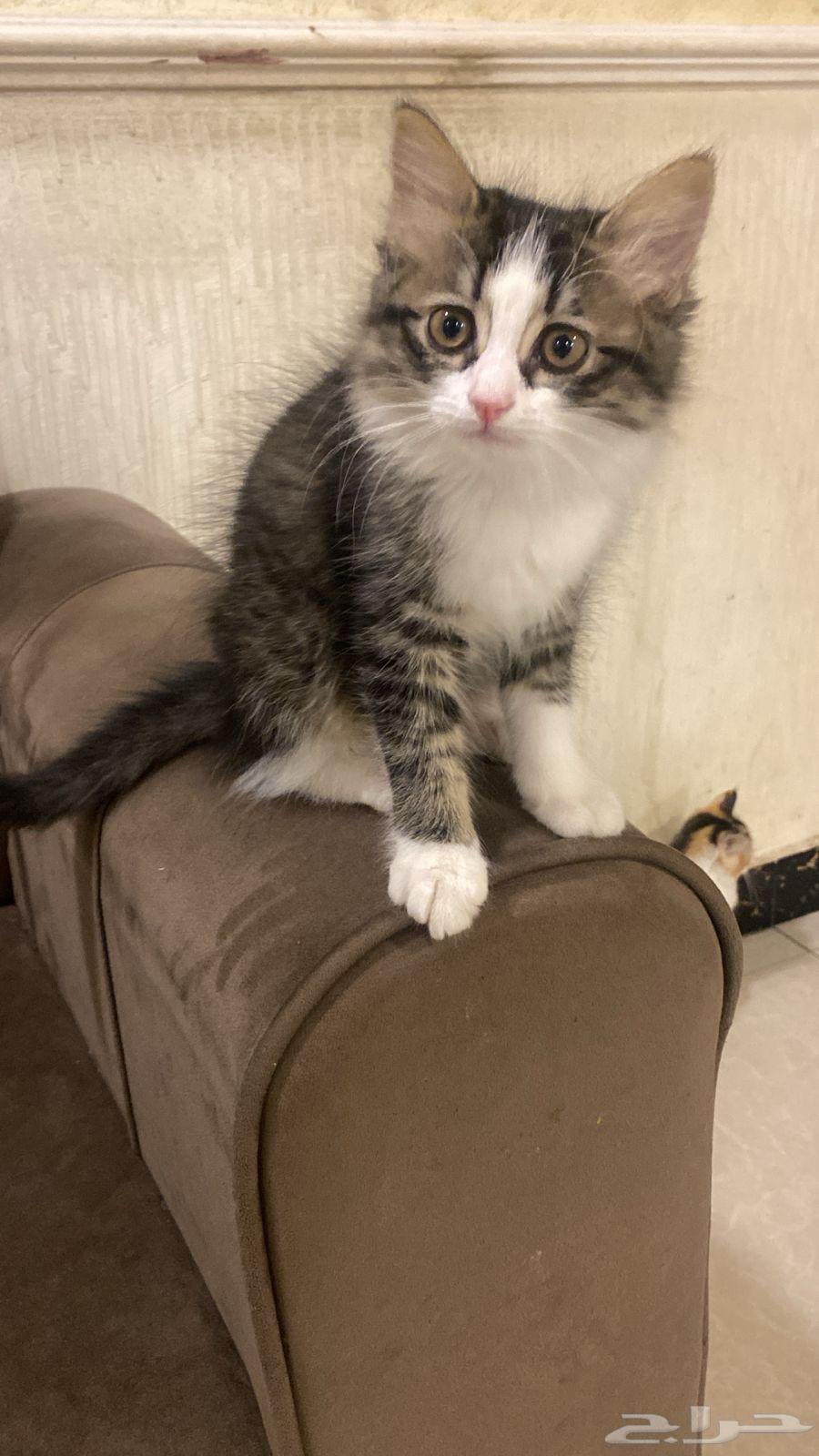 ثلاث قطط إخوة عمرهم (شهرين )  صحية ونظيفة للبيع64553115368065111