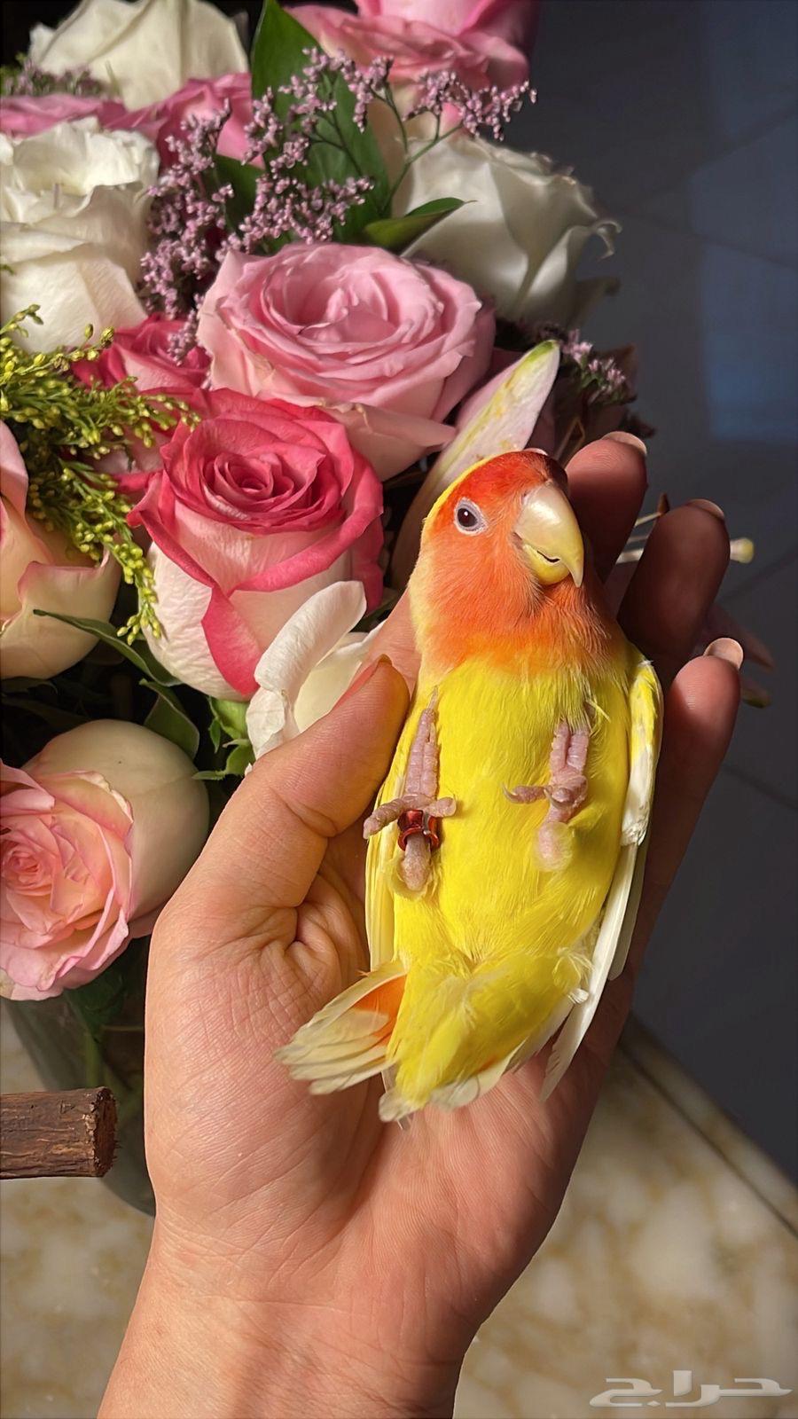 للبيع ببغاء الروز64549177721730112