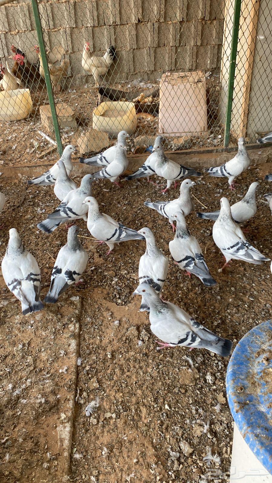 حمام زاجل ايس جامبو64546943459458112