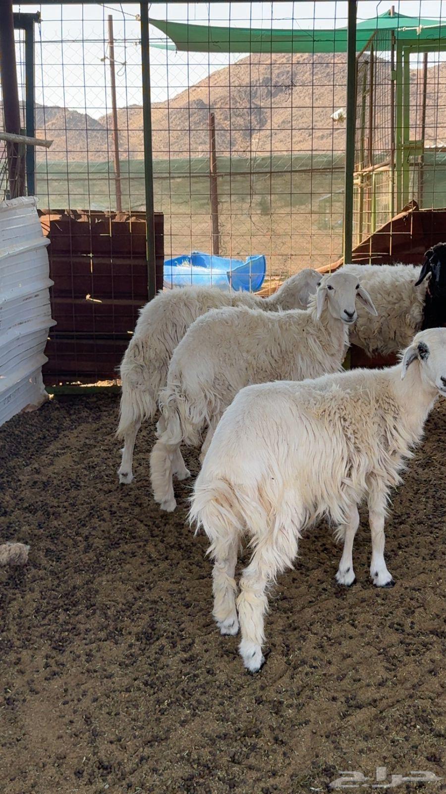 Rkhal64548098341378111