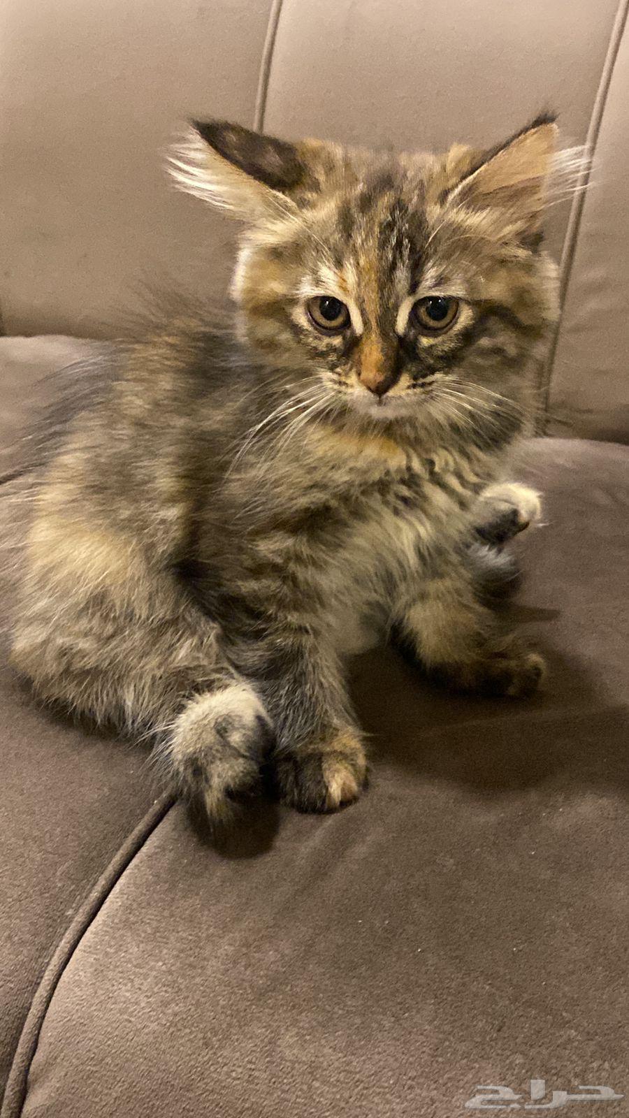 ثلاث قطط إخوة عمرهم (شهرين )  صحية ونظيفة للبيع64553115368065110