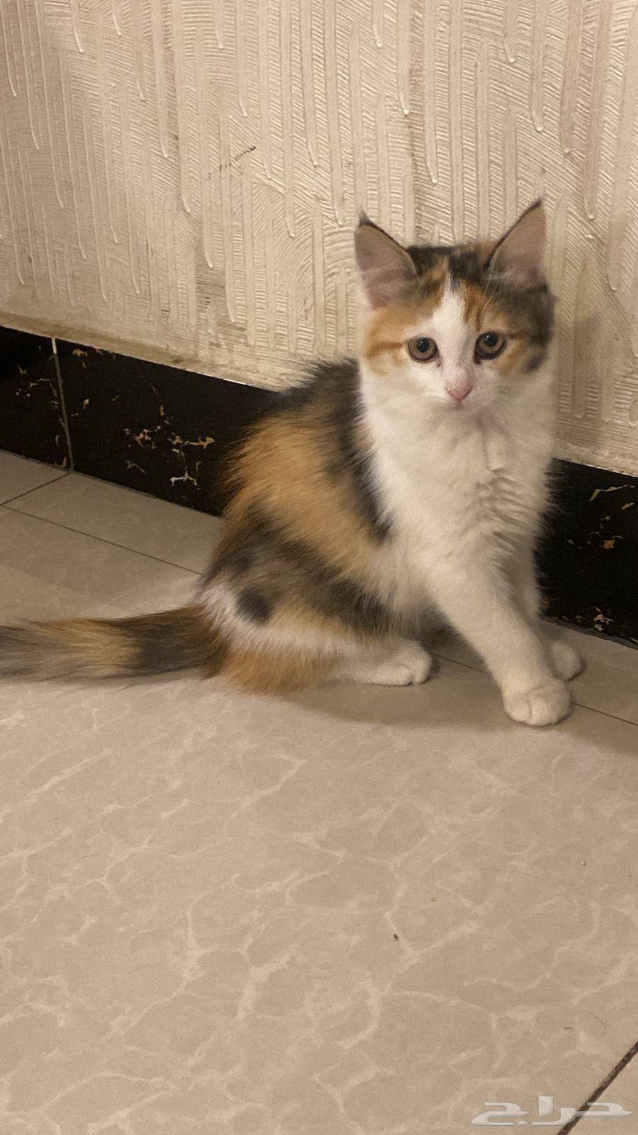 ثلاث قطط إخوة عمرهم (شهرين )  صحية ونظيفة للبيع64553115368065112