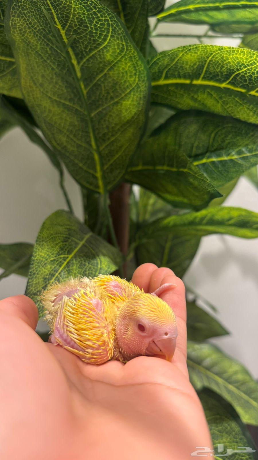 للبيع فروخ كروان روز (( تم البيع ))64548476748417113