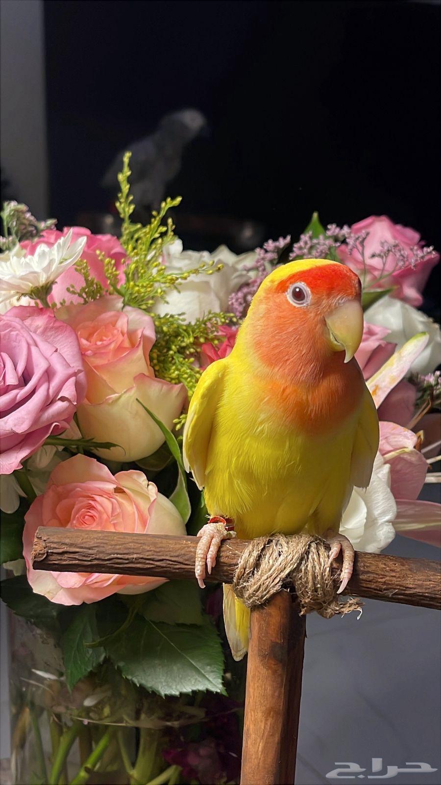 للبيع ببغاء الروز64549177721730113