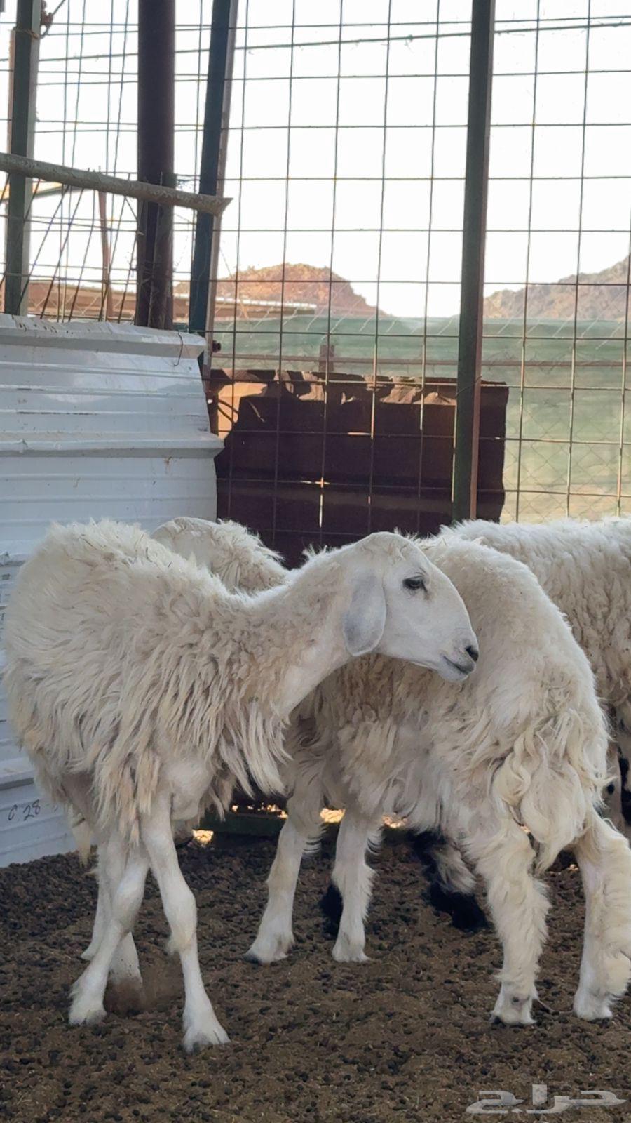 Rkhal64548098341378113