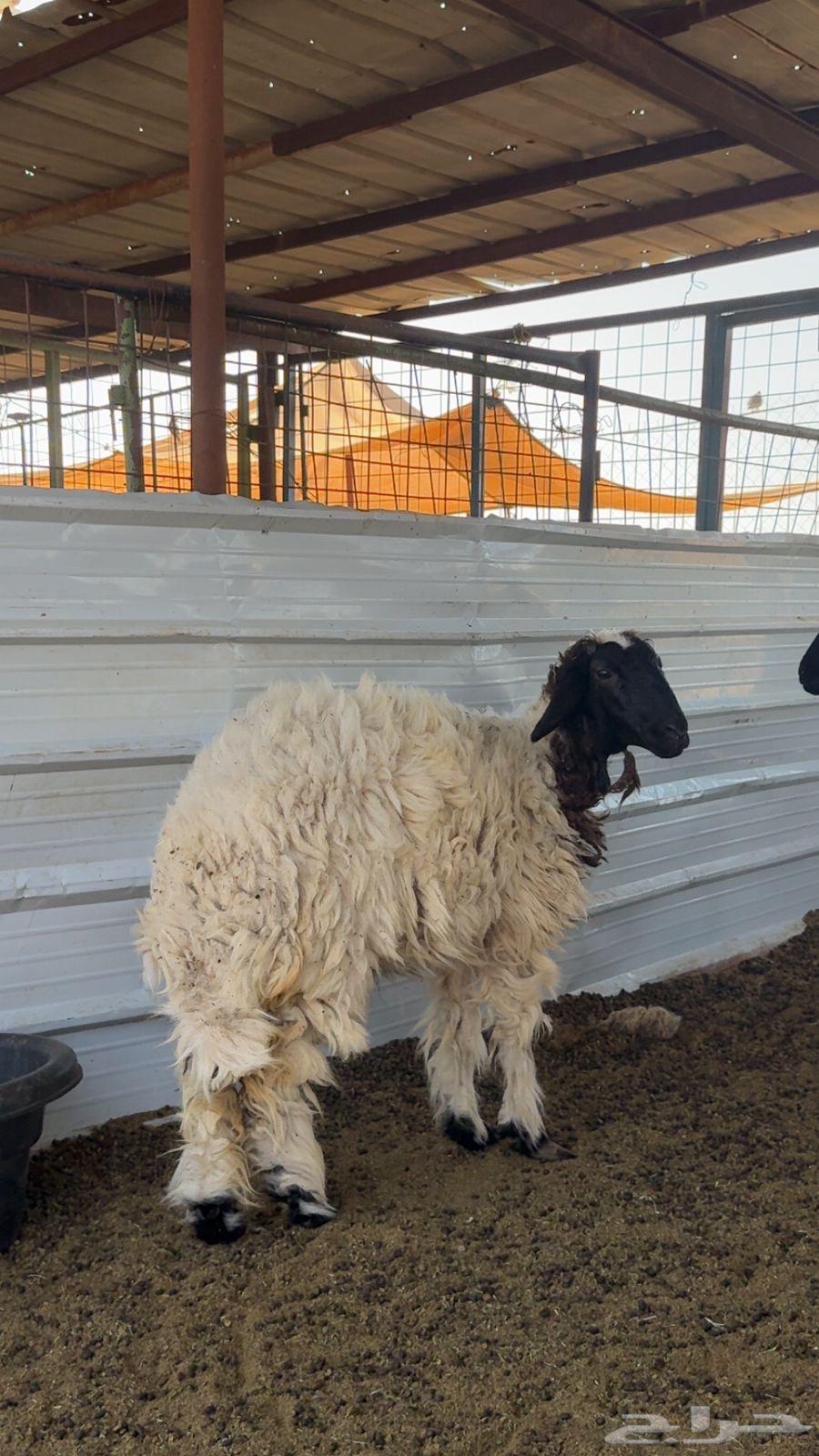 Rkhal64548098341378114