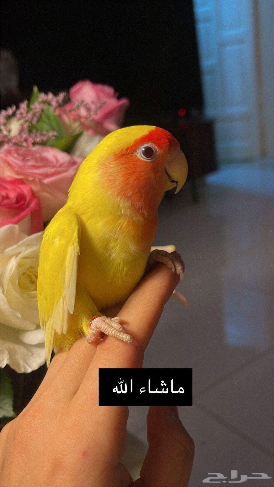 للبيع ببغاء الروز64549177721730114