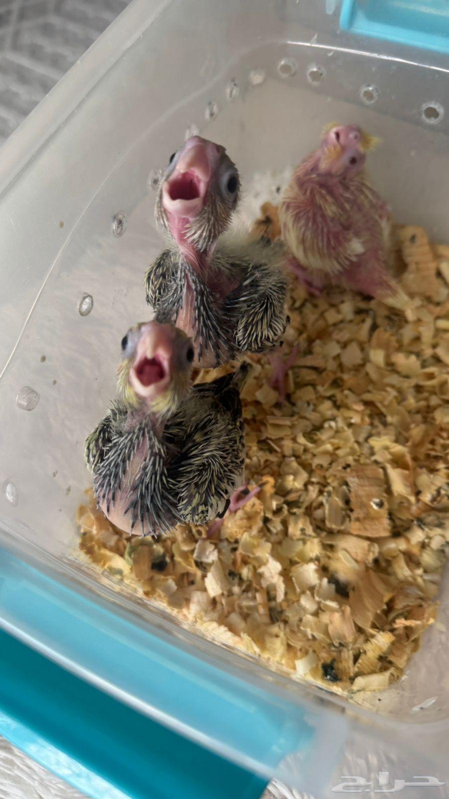 للبيع فروخ كروان روز (( تم البيع ))64548476748417110