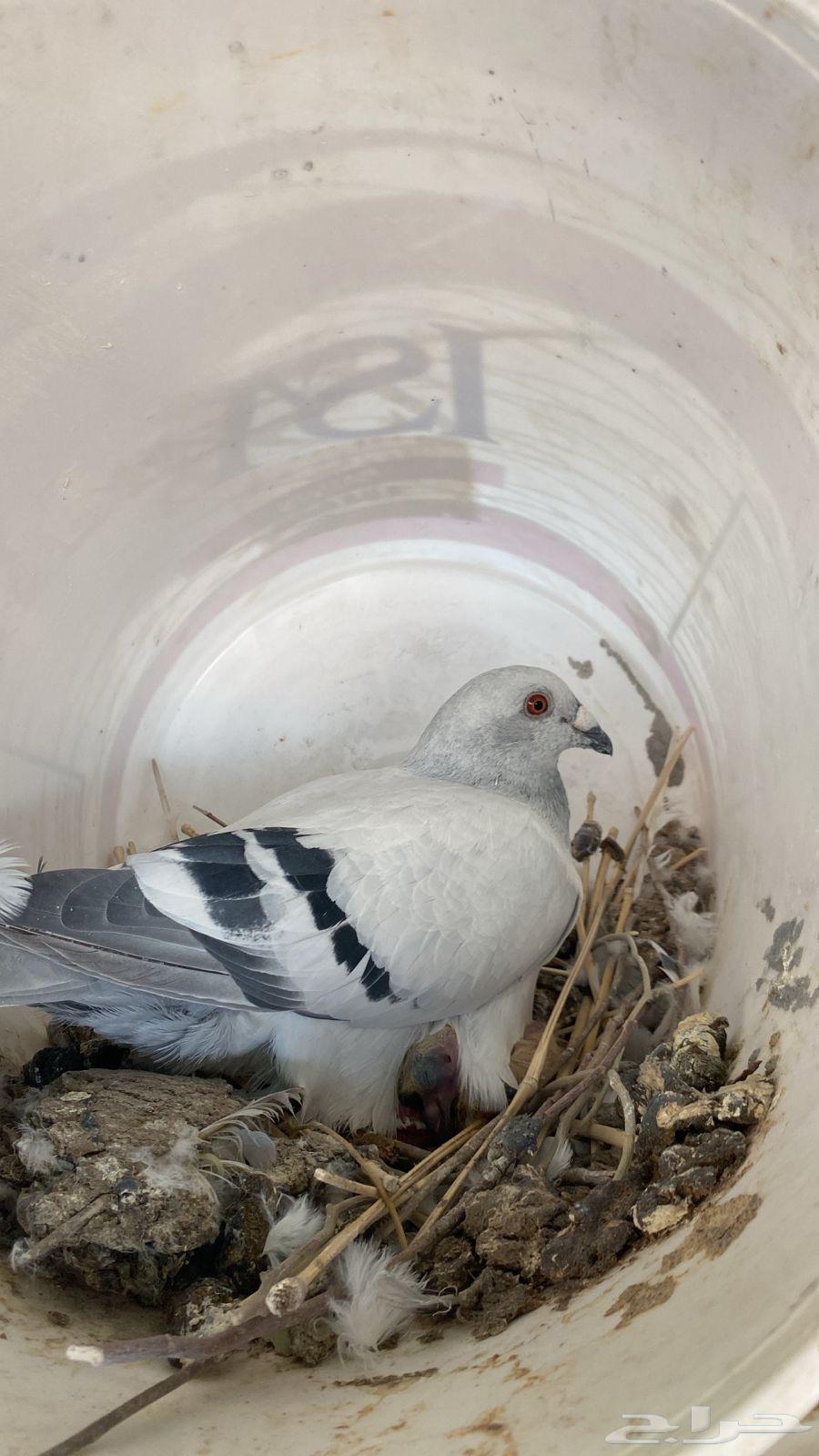 حمام زاجل ايس جامبو64546943459458111