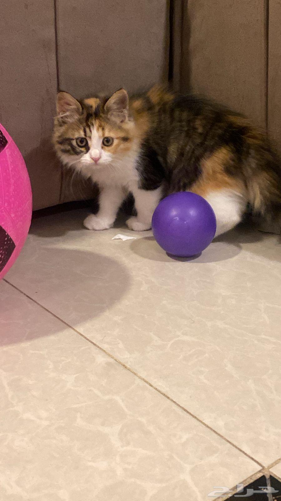 ثلاث قطط إخوة عمرهم (شهرين )  صحية ونظيفة للبيع64553115368065113