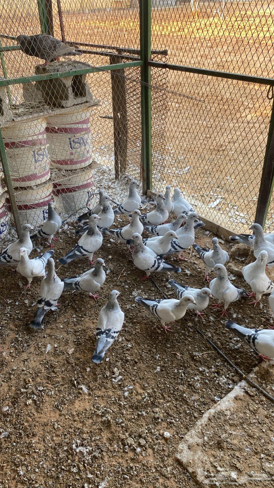 حمام زاجل ايس جامبو64546943459458113