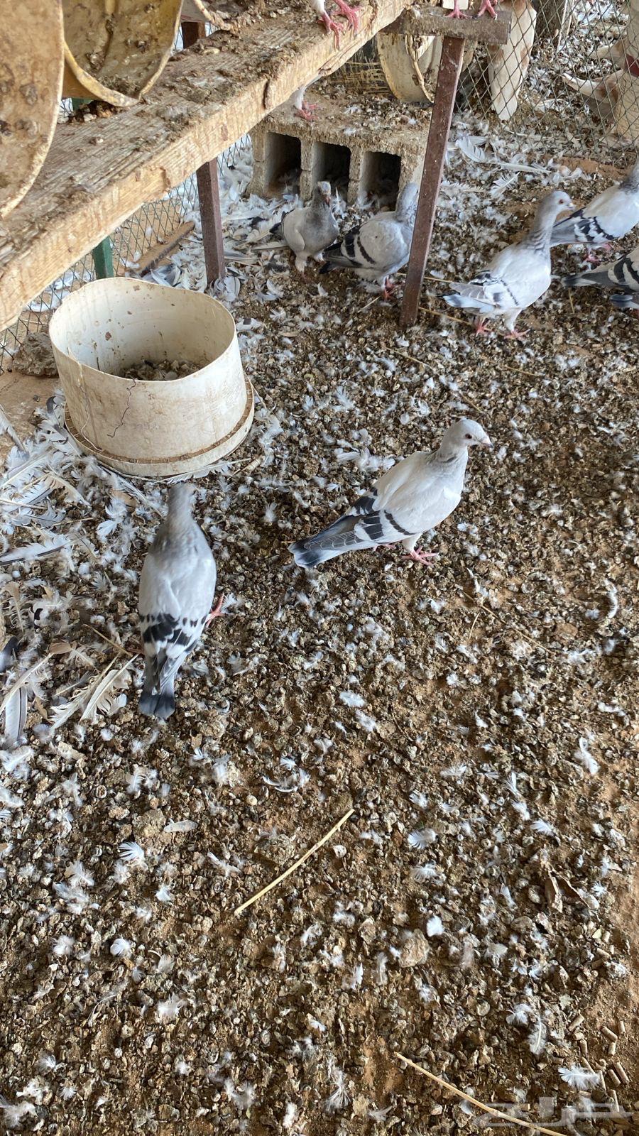 حمام زاجل ايس جامبو64546943459458110