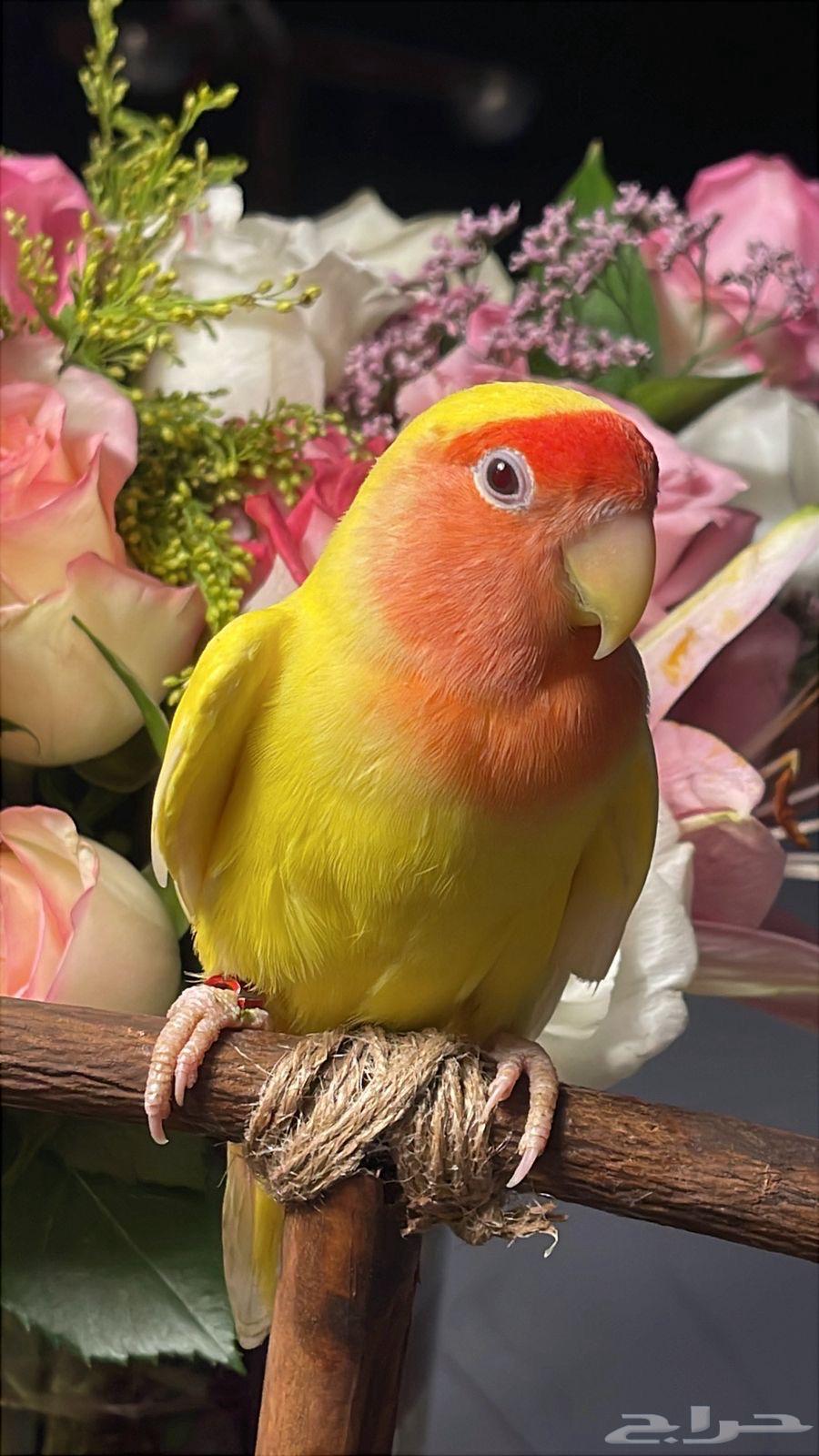 للبيع ببغاء الروز64549177721730111