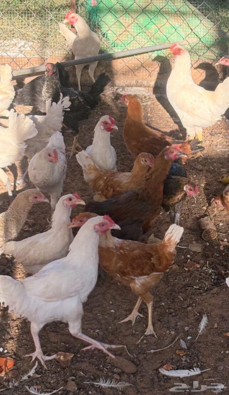 للبيع ديوك   بلدي القصيم عنيزة64550917087747111