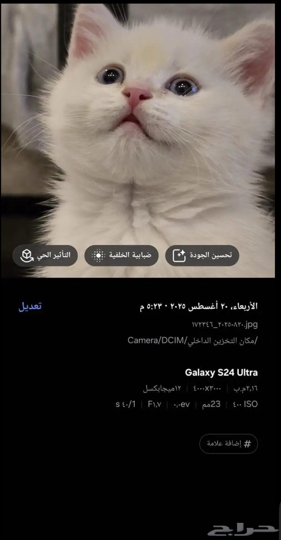 قط سكوتش فولد للبيع64547972574593113