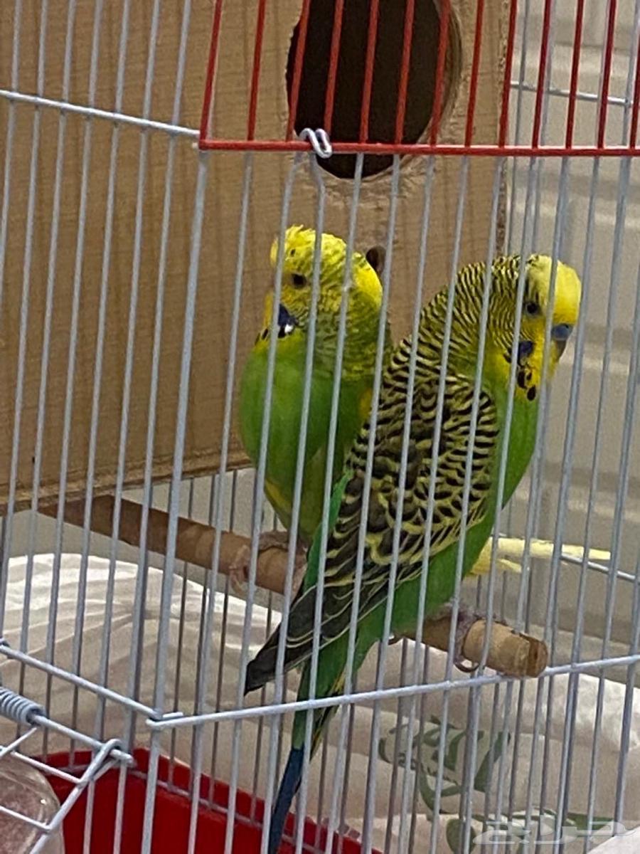 جوز طيور بادجي اليف64551690887809110