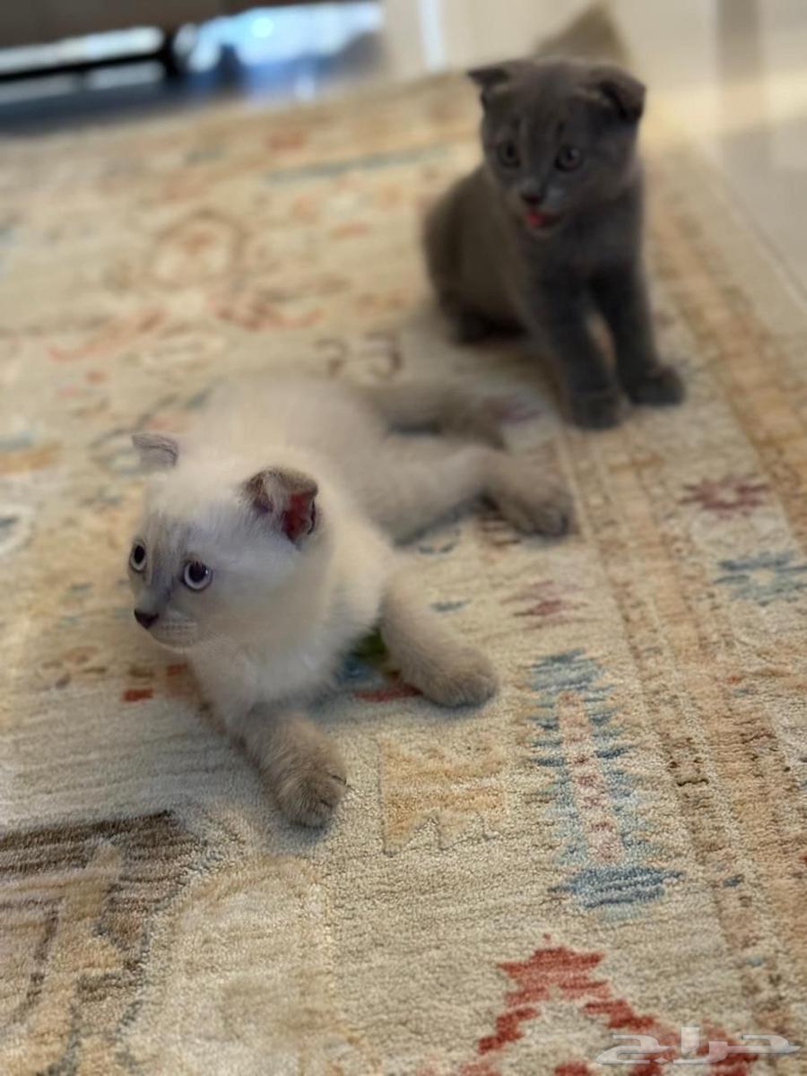 للبيع 3 كيتن سكوتش64544001864835110