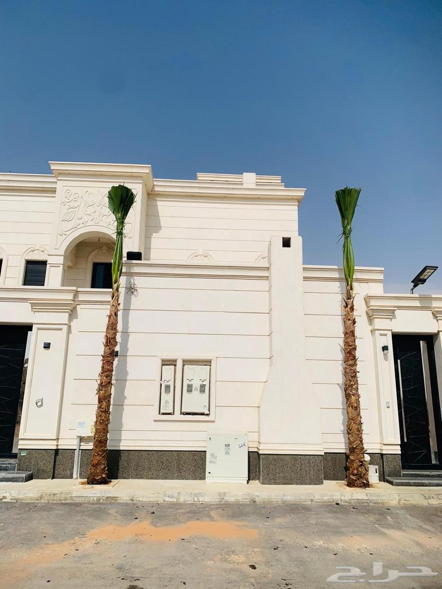 نخل واشنطن ملكي64548140353155112