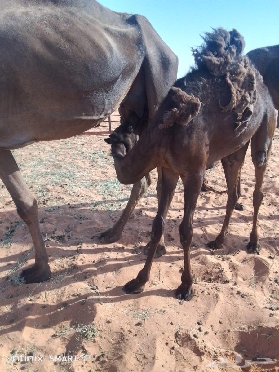 حواره للبيع64543817844355110