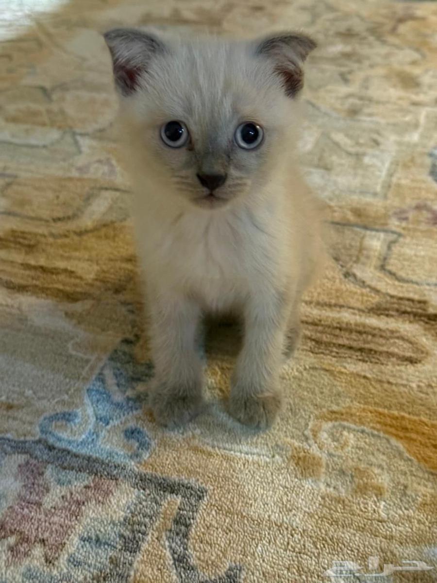 للبيع 3 كيتن سكوتش64544001864835111