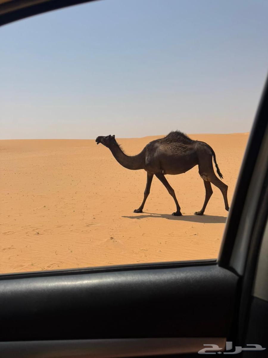 للبيع بكر مجهم لقحه64546512109570110