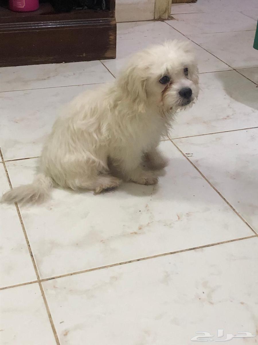 Matlese Puppy64547110327682111